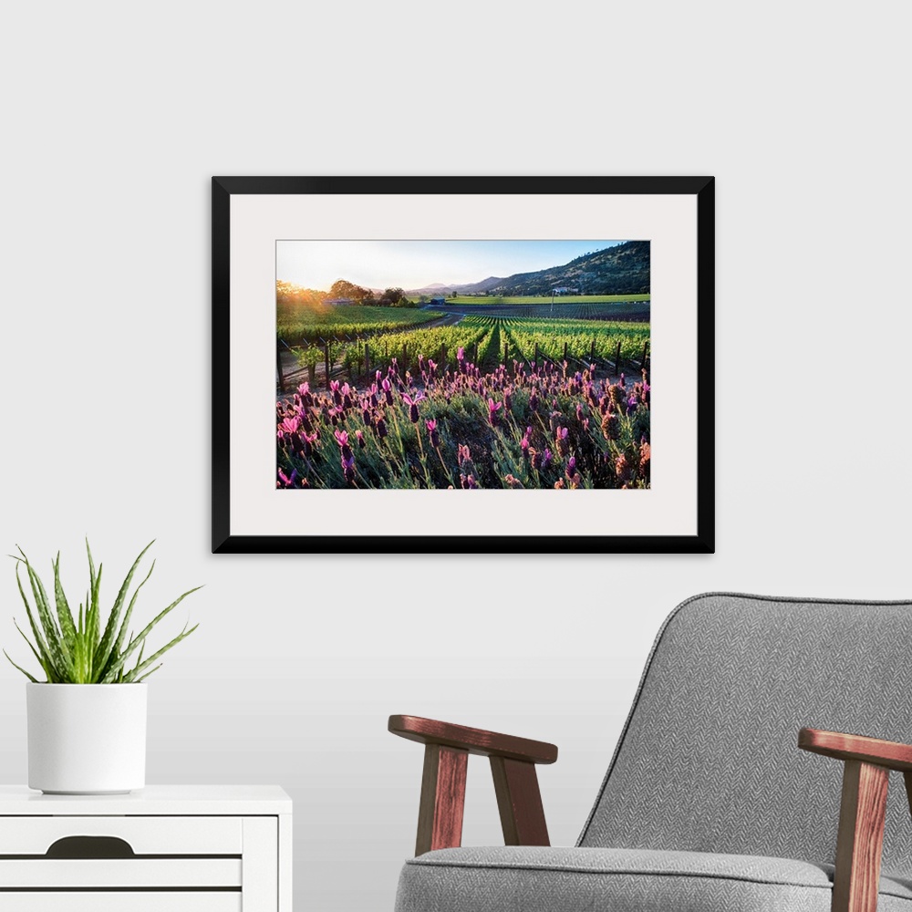 A modern room featuring Row of grapevines and pink flowers, Napa Valley, California.