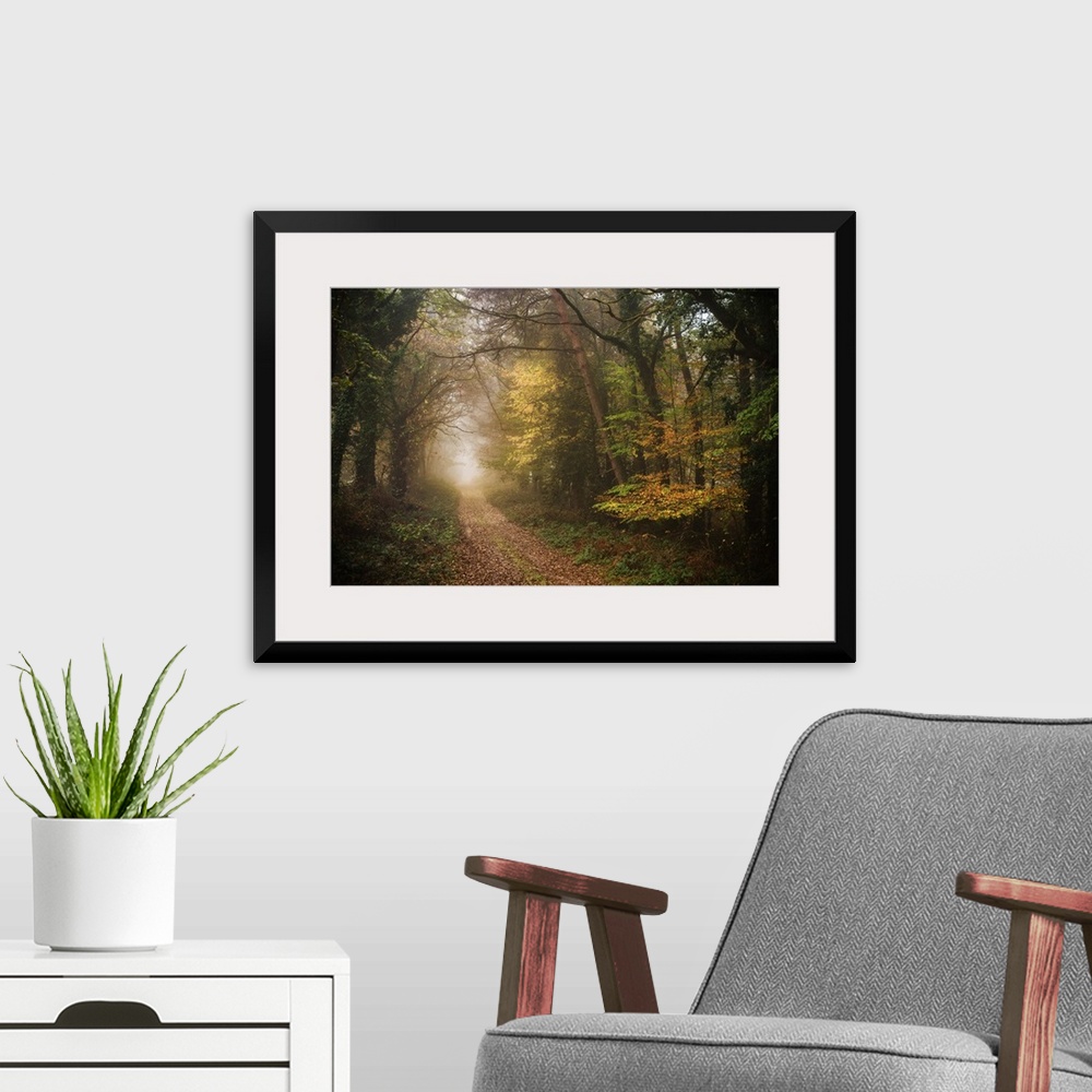 A modern room featuring Foggy path in a dense forest in fall colors.