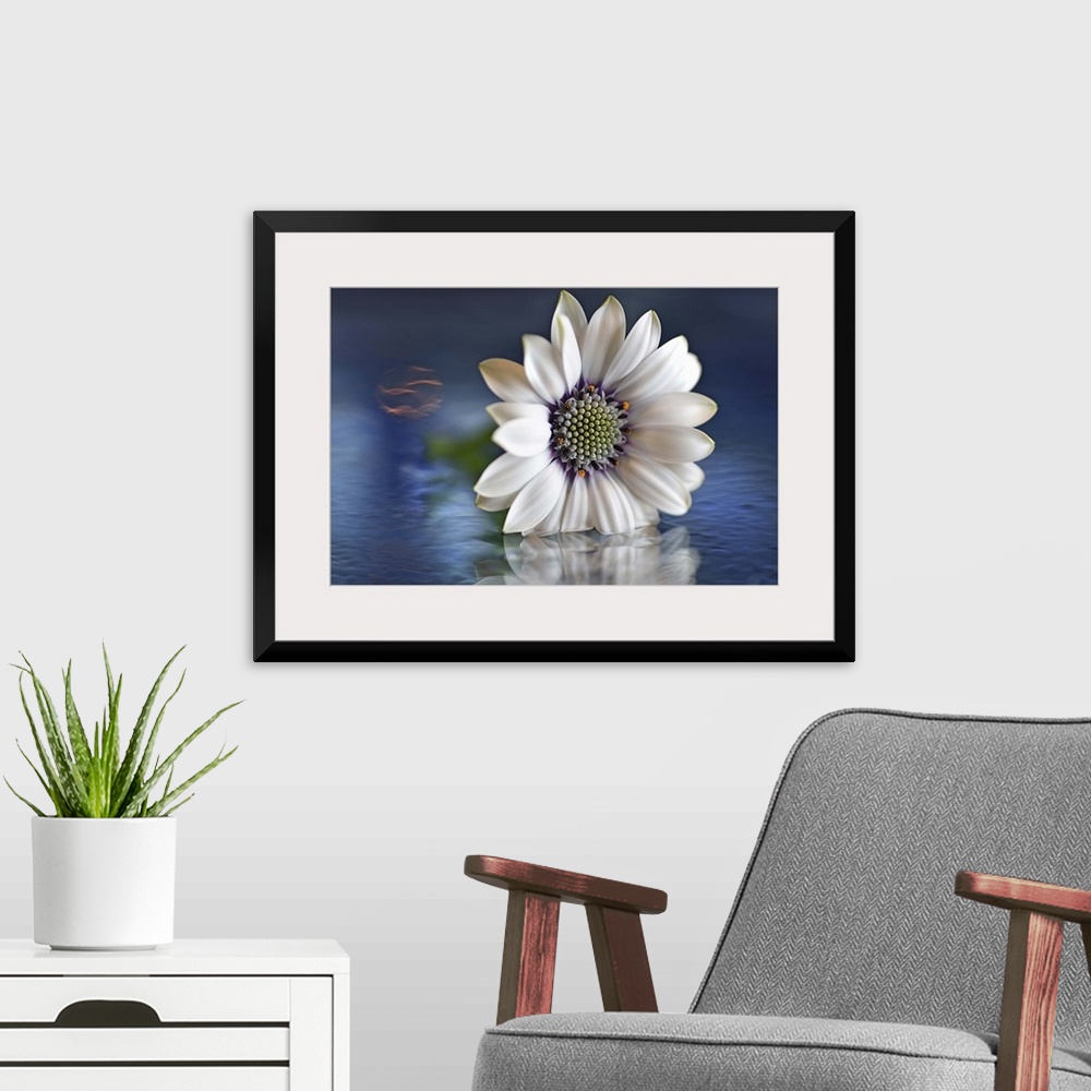 A modern room featuring A macro photograph of a white flower sitting in shallow water.