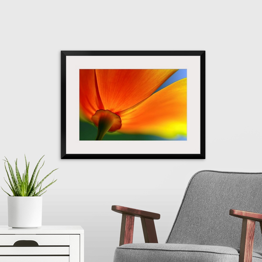 A modern room featuring A close up photograph of a flower blossom taken from below and behind near the stem in this flora...
