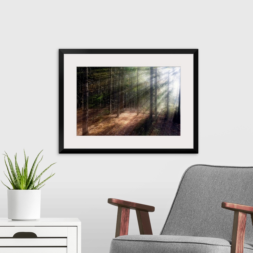 A modern room featuring Morning sunlight peering through the trees in a forest, Acadia National Park, Maine.