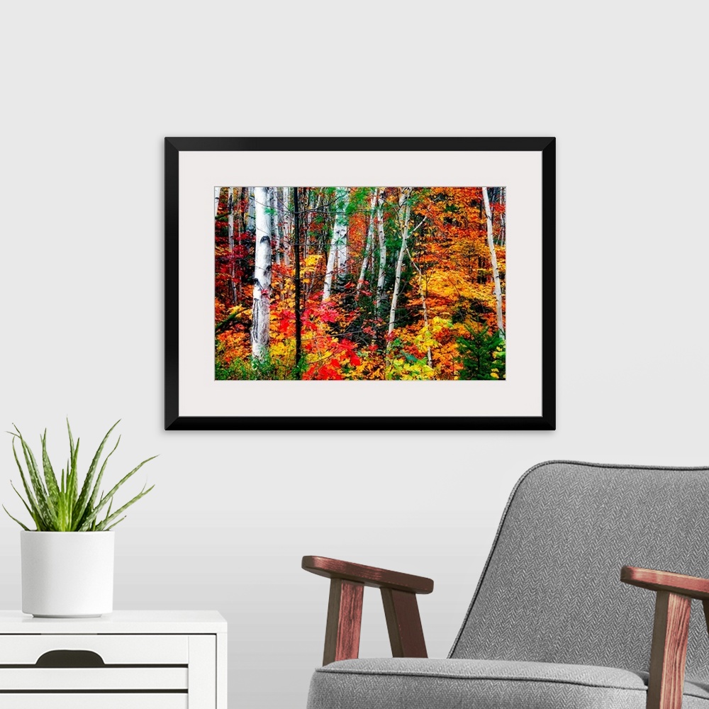 A modern room featuring Thin straight white barked trees stand out amongst the vibrant and warm autumn leaves in a dense ...