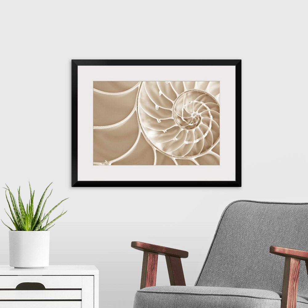A modern room featuring Up close photograph of spirals in a nautilus seashell.