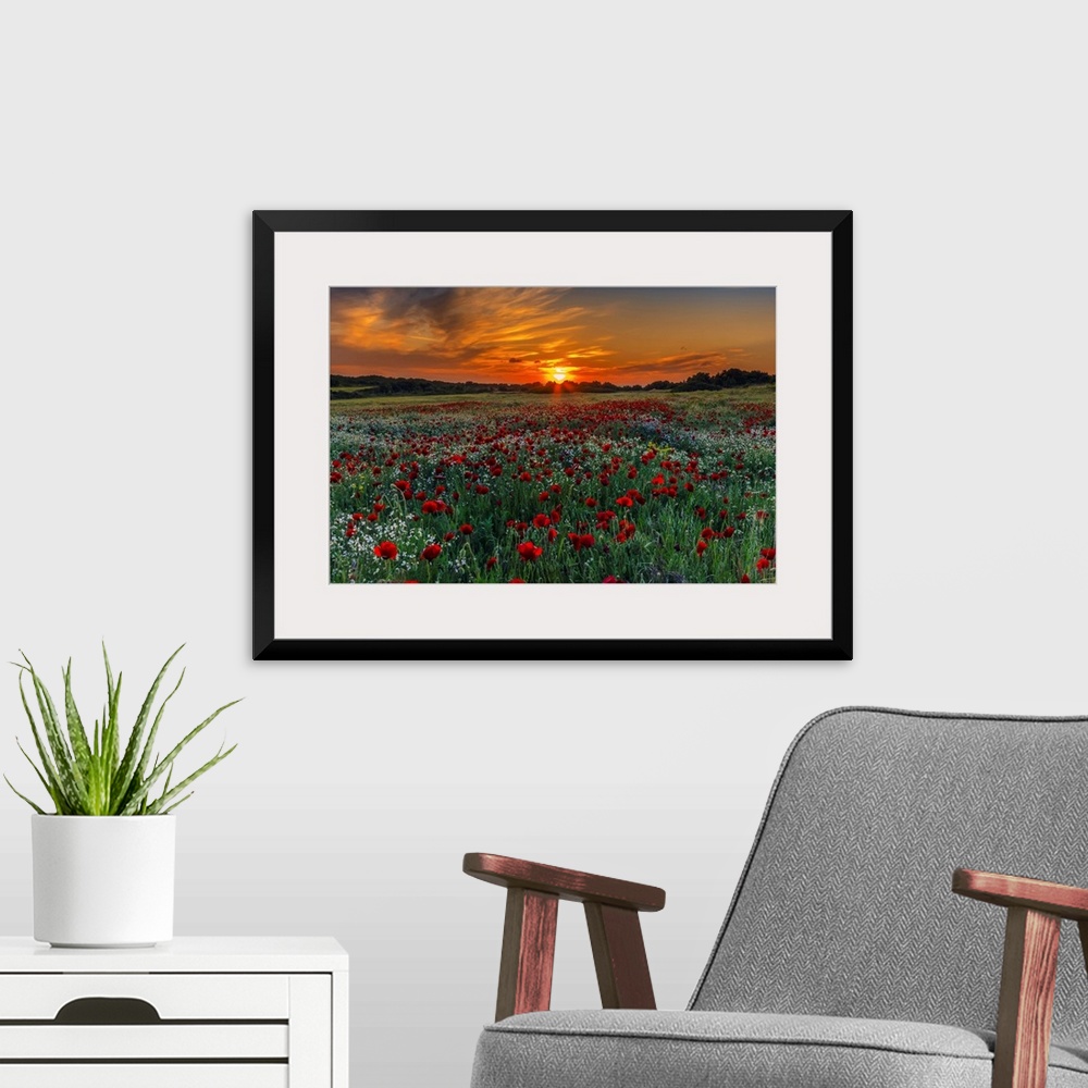 A modern room featuring Meadow with poppies at sunset in Kos island, Greece.