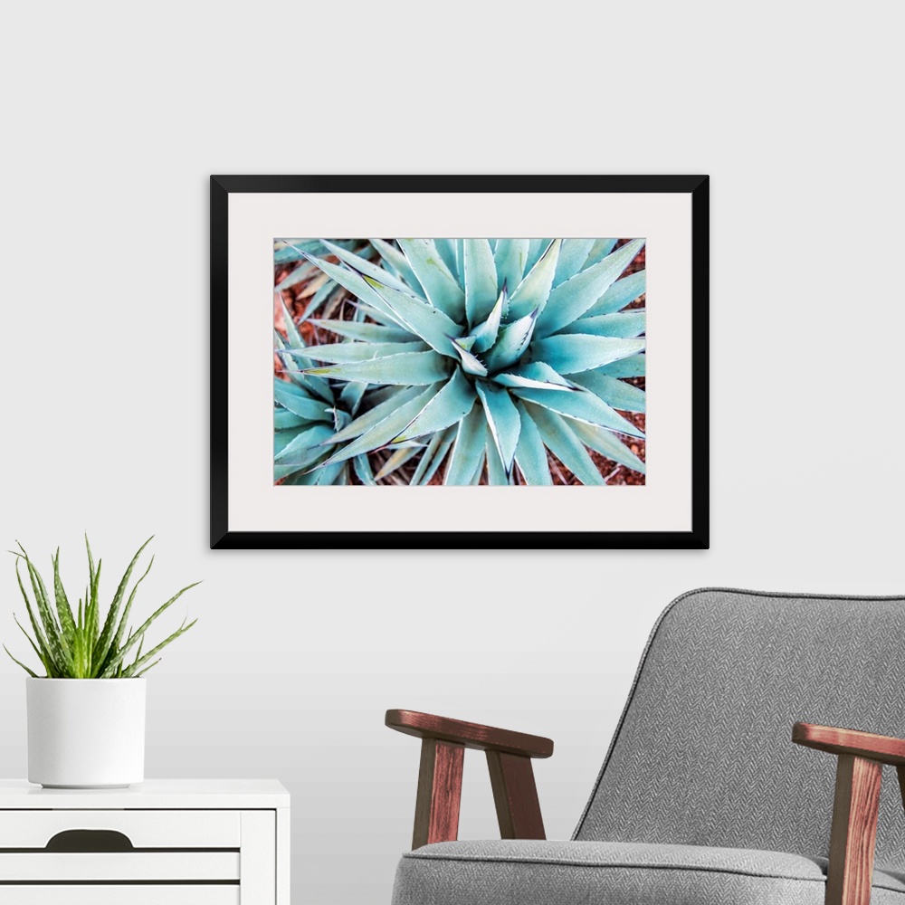 A modern room featuring Close-up photograph of agave plants in Sedona AZ.
