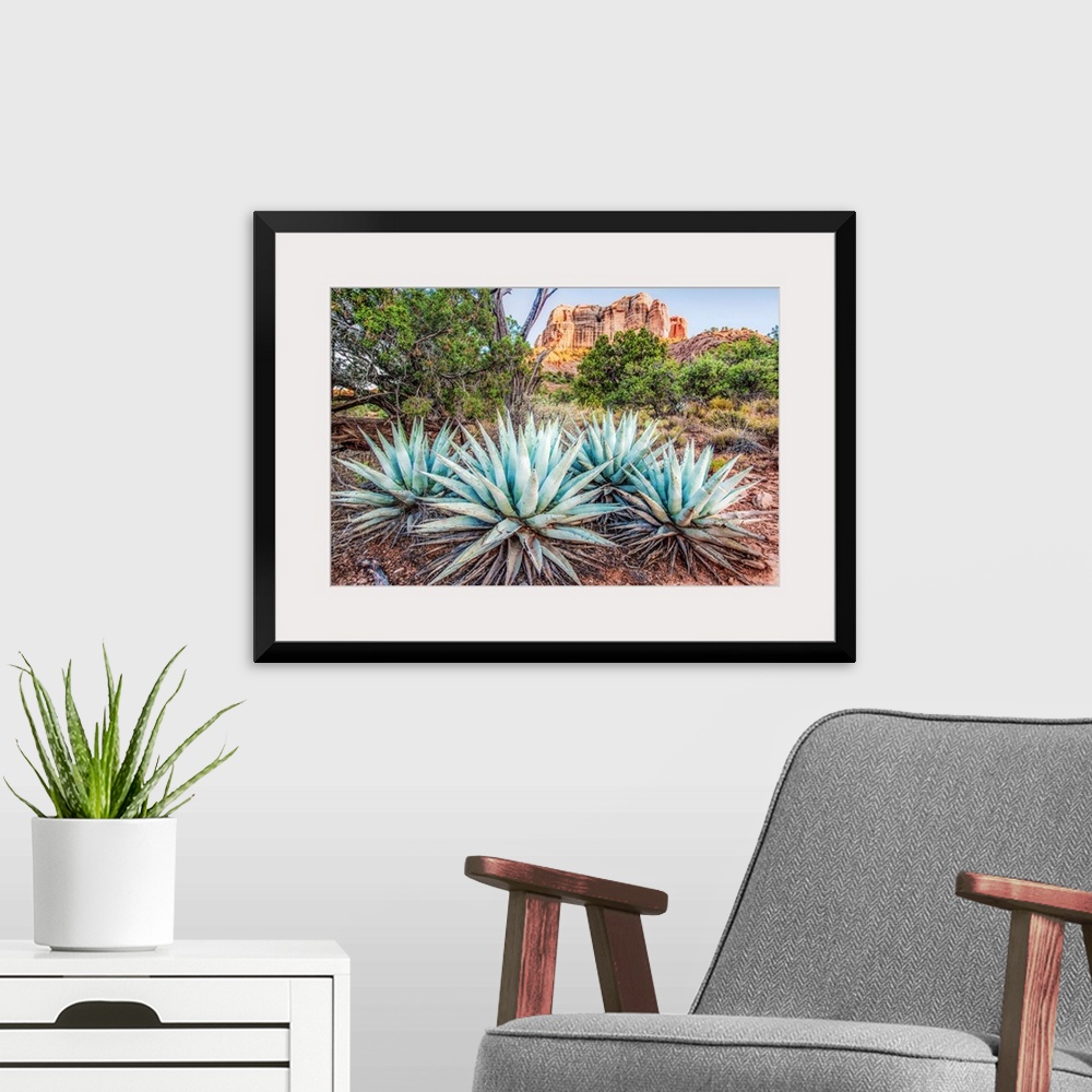 A modern room featuring Landscape photograph of Agave plants in Sedona, AZ with Cathedral Rock in the background.