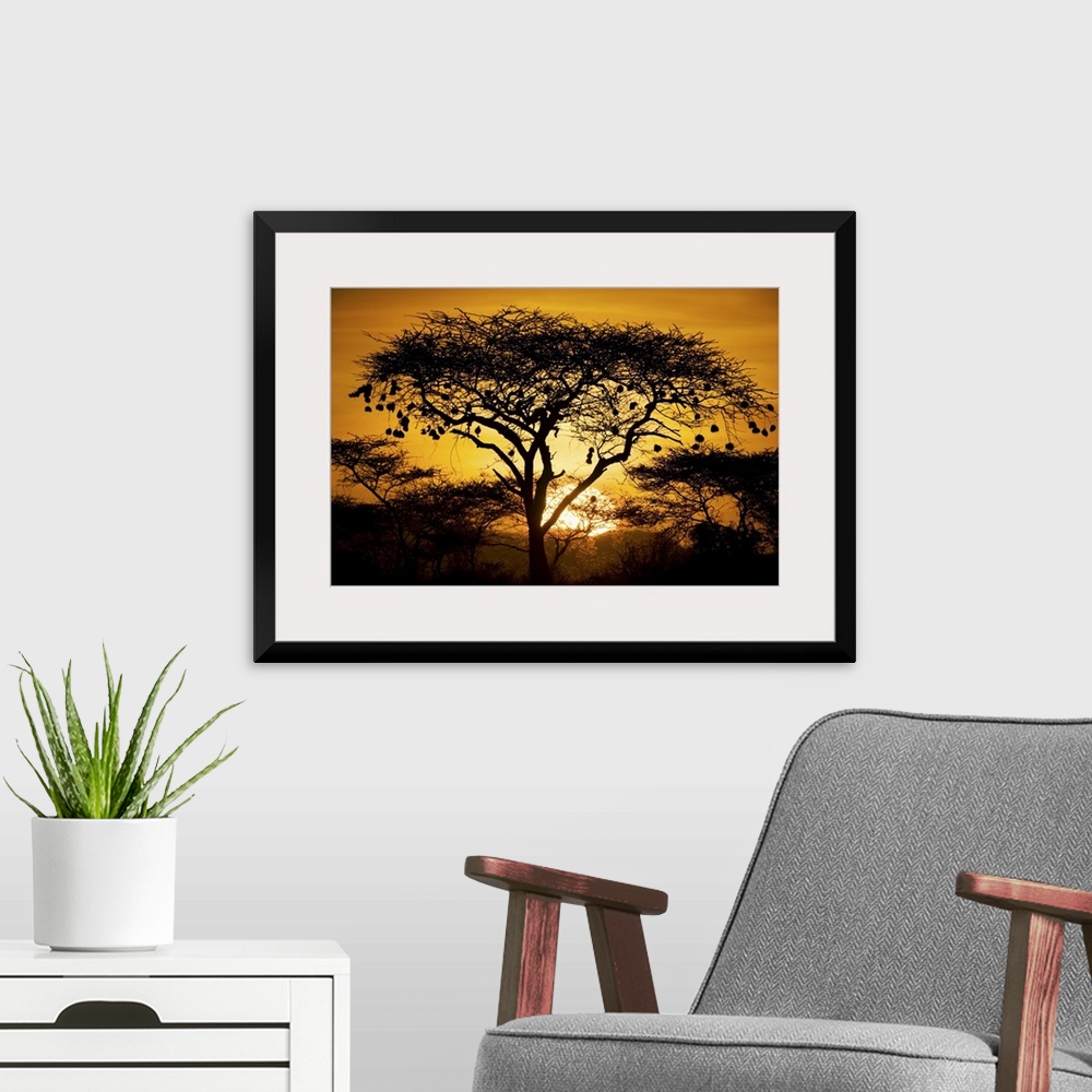A modern room featuring Large, landscape photograph of a tree and bushes of an African landscape, silhouetted by the sett...