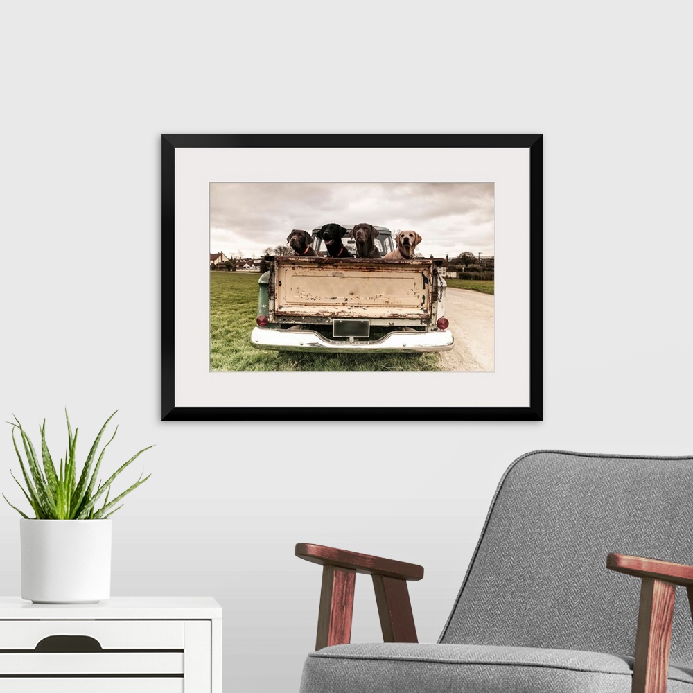 A modern room featuring Four Labradors in the back of a vintage truck.