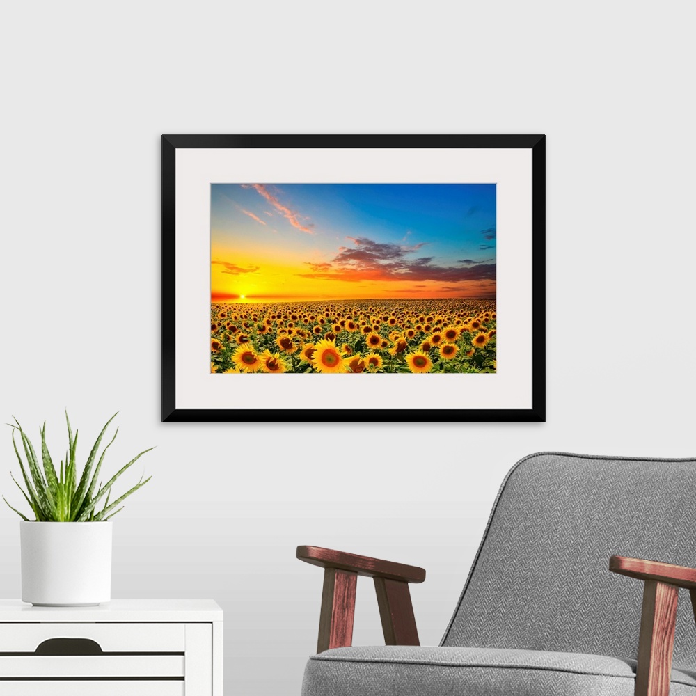 A modern room featuring Field of blooming sunflowers at sunset.