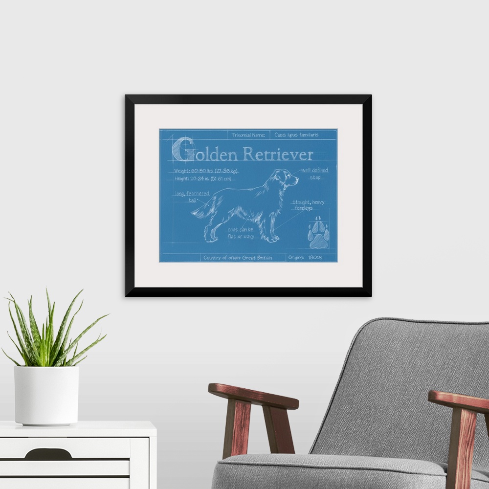 A modern room featuring "Blueprint" illustration showing the parts of a Golden Retriever dog.
