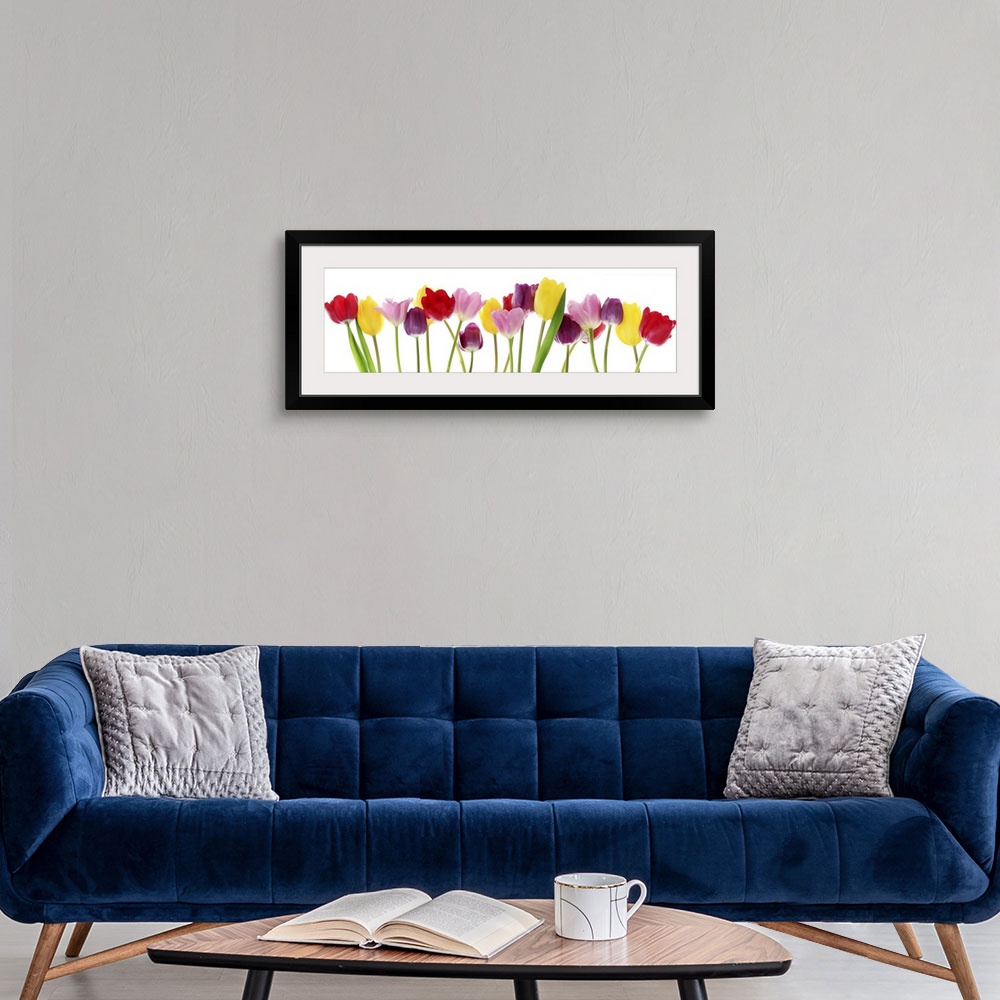 A modern room featuring Colorful fresh spring tulips flowers border in a row on a white background.