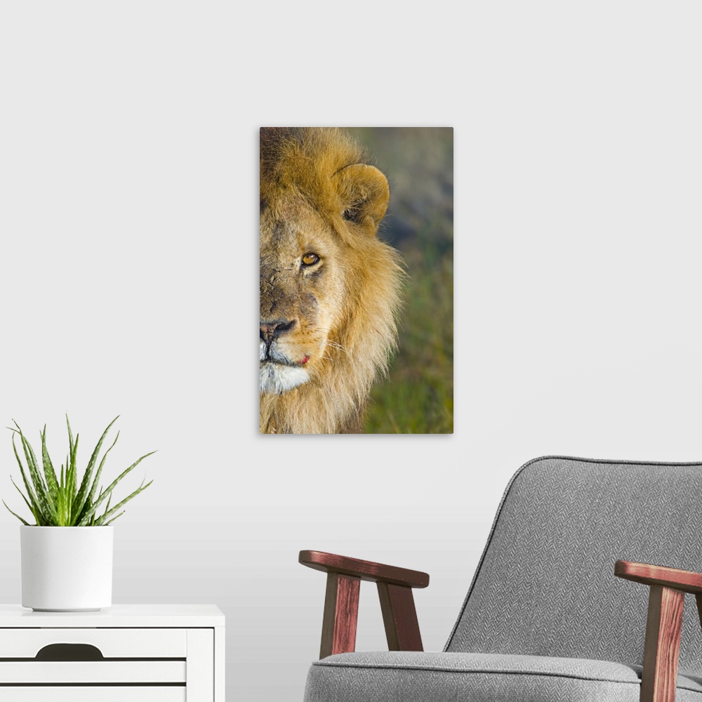A modern room featuring Portrait, large close up photograph of half of a male lions face against a soft focus background,...