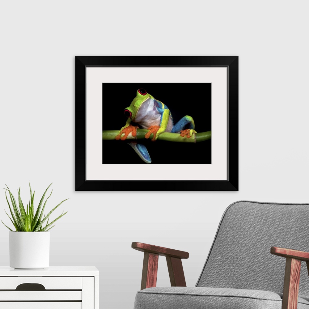 A modern room featuring A red-eyed tree frog tilting its head with a curious expression.