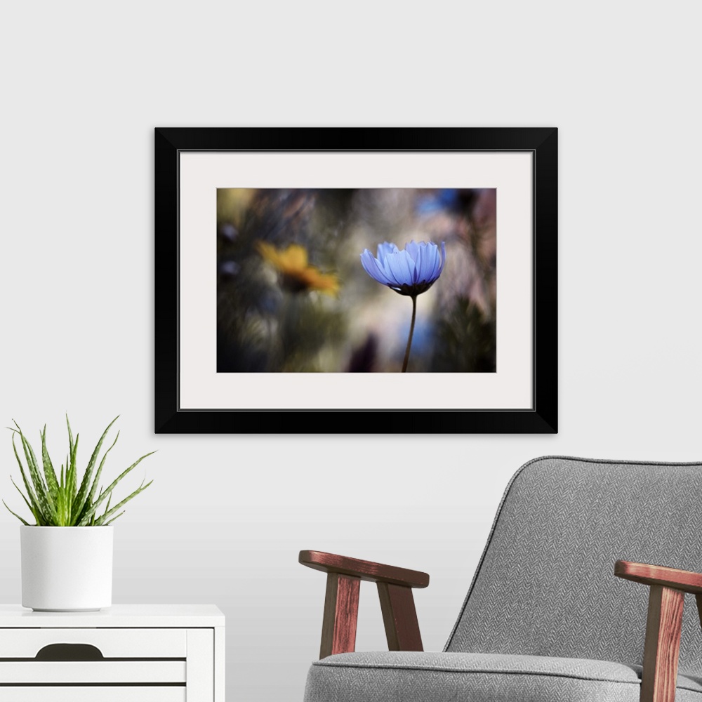 A modern room featuring A vibrant photograph of a blue flower against a blurred background.