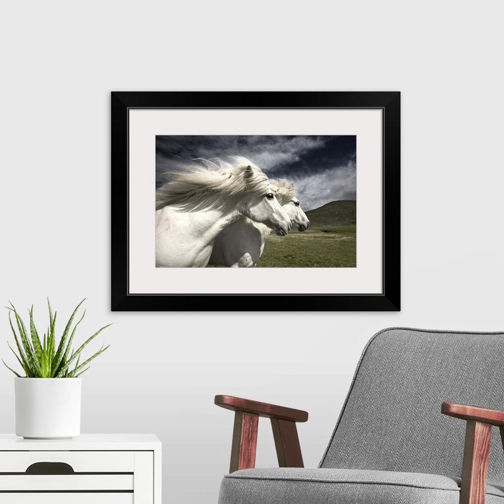 A modern room featuring Two white horses with manes blowing in the wind, in Iceland.
