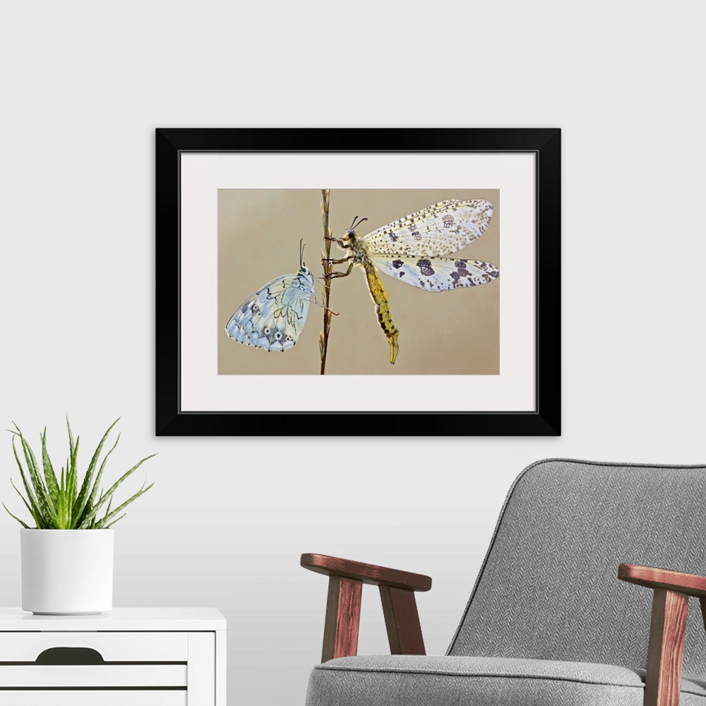 A modern room featuring A large dragonfly and a butterfly on opposite sides of a stem.