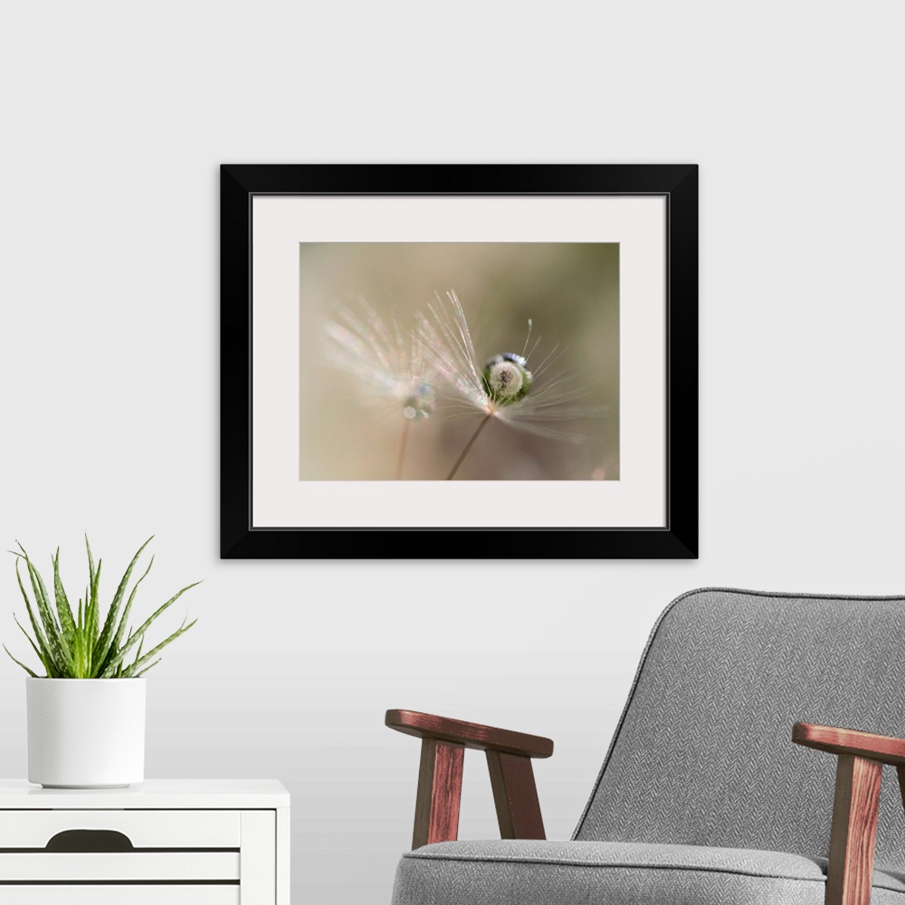 A modern room featuring A macro photograph of a wispy flower with water drop resting gently on it.