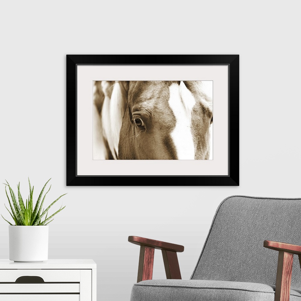 A modern room featuring Sepia toned close-up photograph of a horse gazing into the camera. With a braided mane.