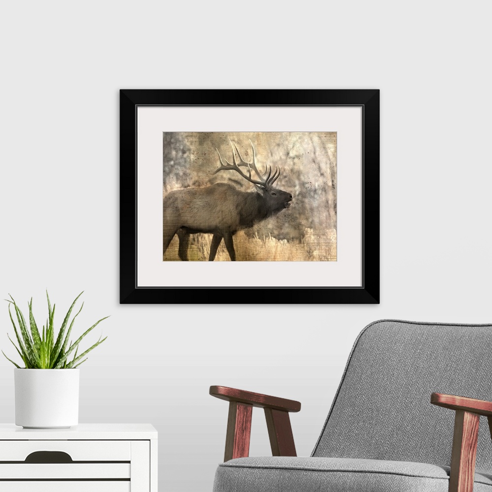 A modern room featuring An elk walking through the woods in the morning.