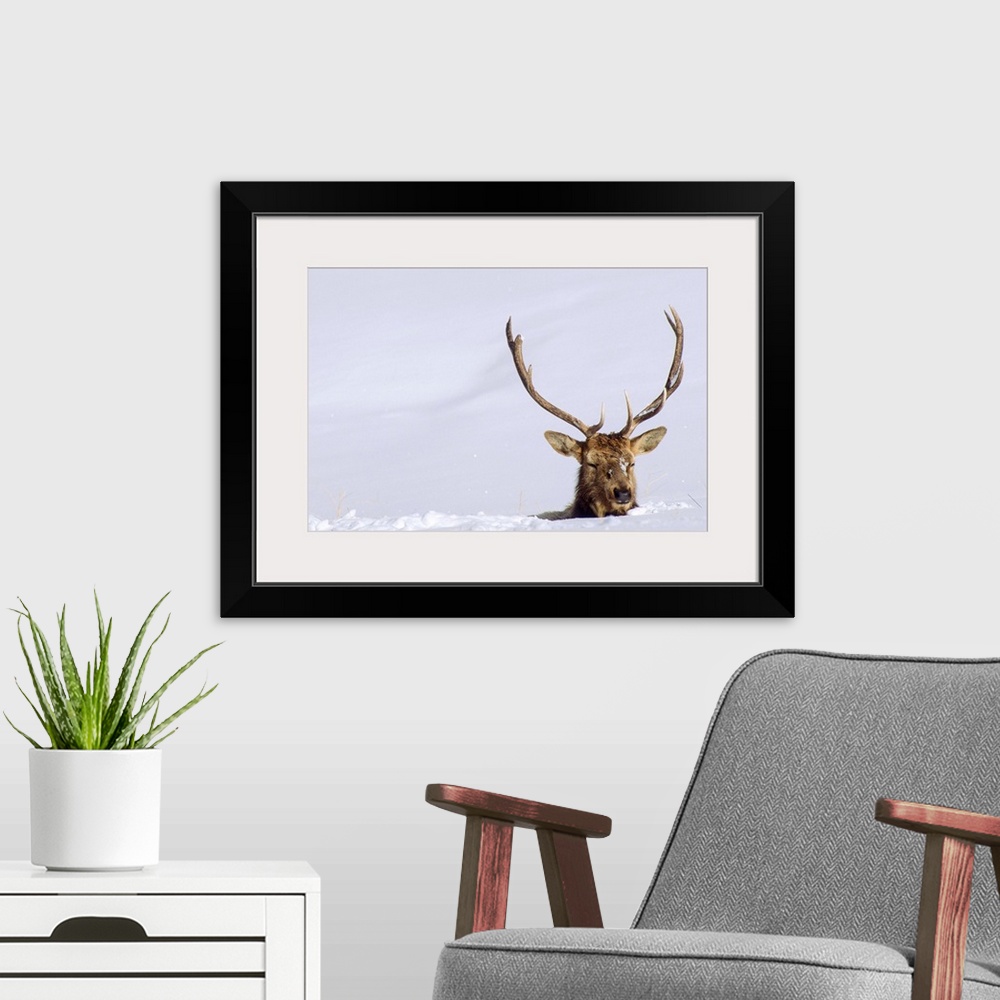 A modern room featuring A bull elk (Cervus canadensis) negotiates deep snow on the Blacktail Plateau in Yellowstone Natio...