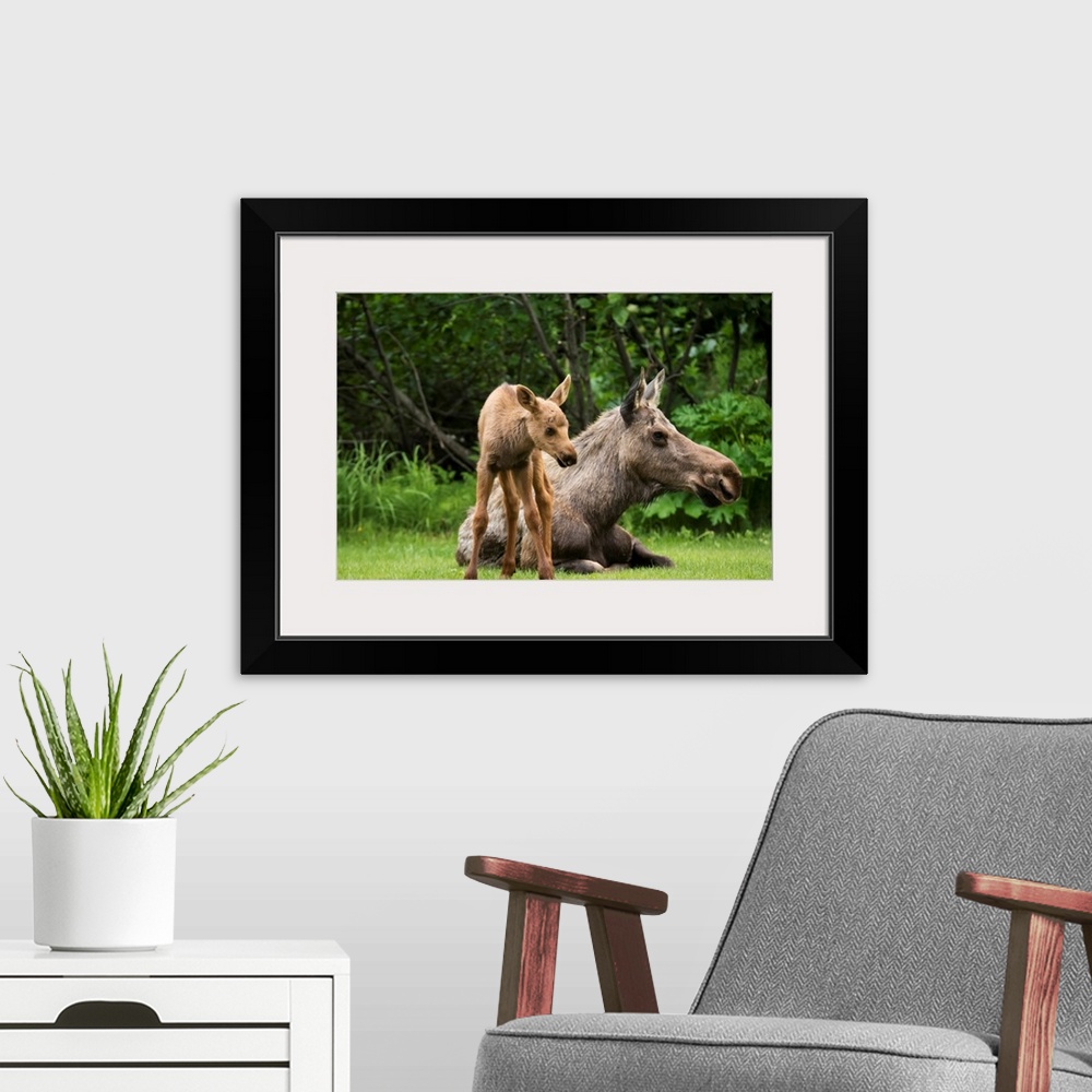 A modern room featuring A cow moose (alces alces) relaxes on a lawn with her calf; Anchorage, Alaska, United States of Am...