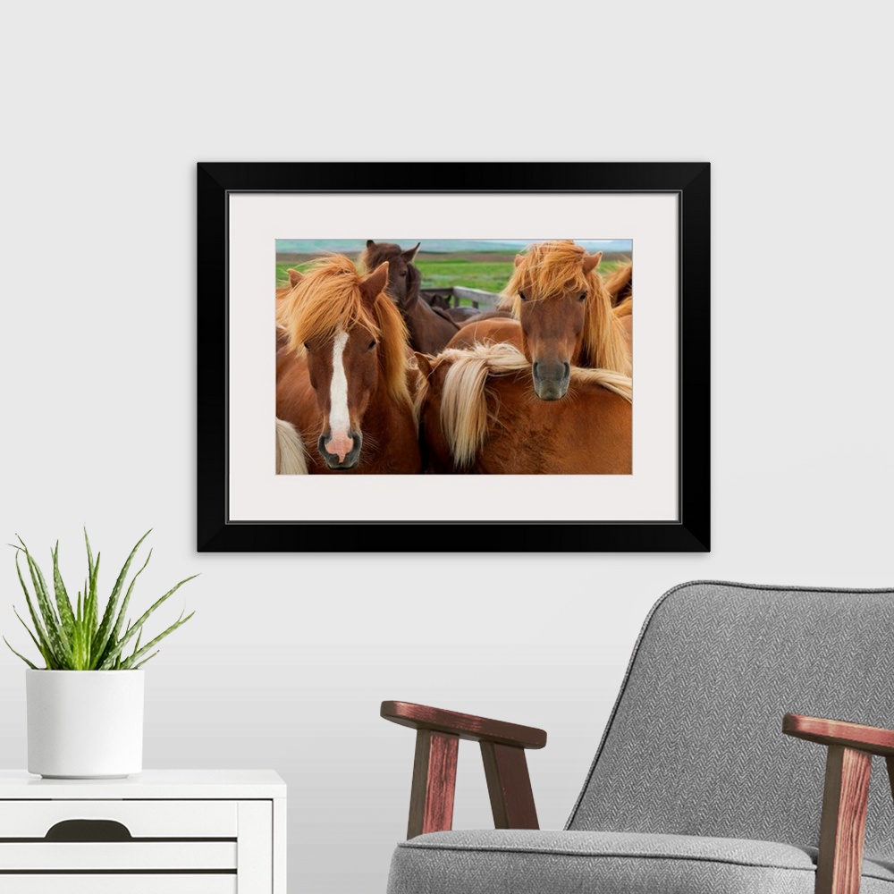 A modern room featuring From the National Geographic Collection a close up photograph of shaggy northern climate horses.