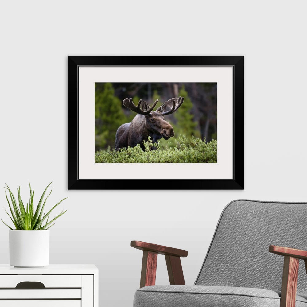 A modern room featuring A moose (Alces alces) stands by lush foliage in the Rocky Mountains; Colorado, United States of A...