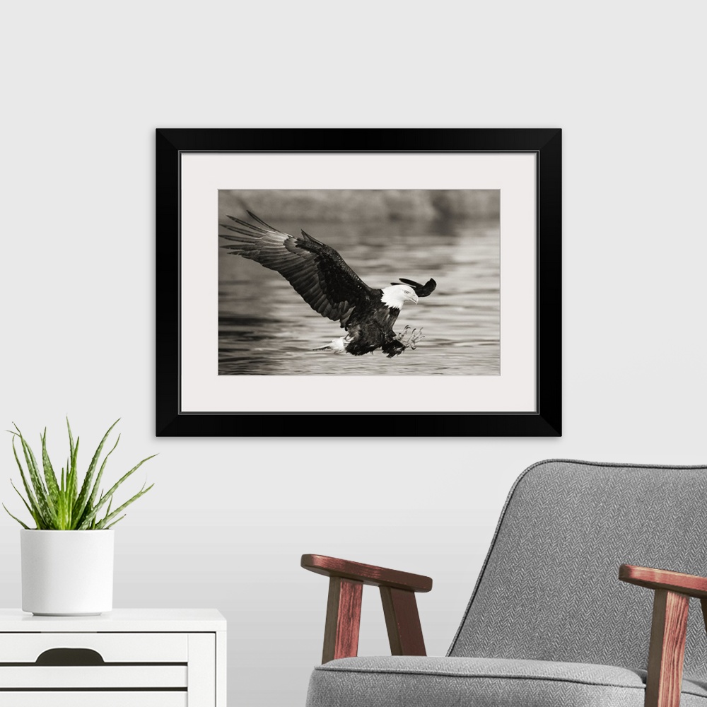 A modern room featuring Alaska, Tongass National Forest, Bald Eagle hunting herring along shoreline