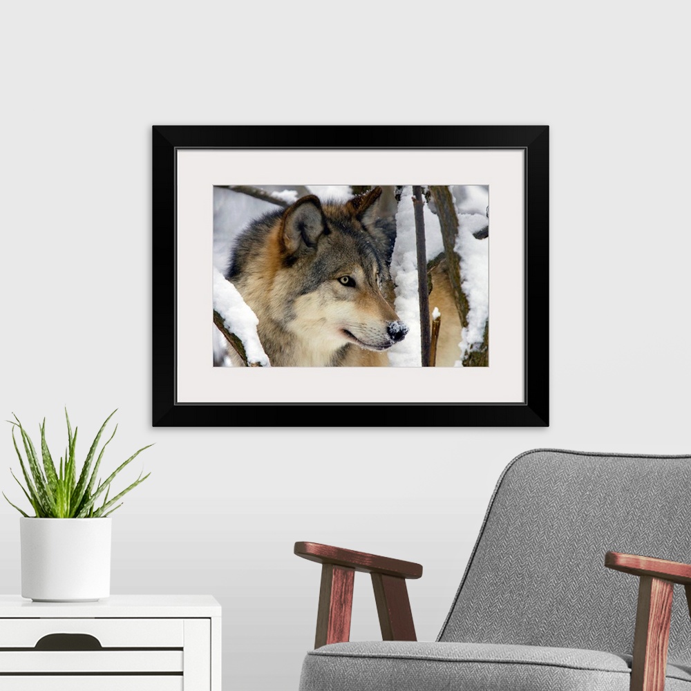 A modern room featuring Horizontal, close up photograph of the side of a gray wolfs face, surrounded by snow covered tree...