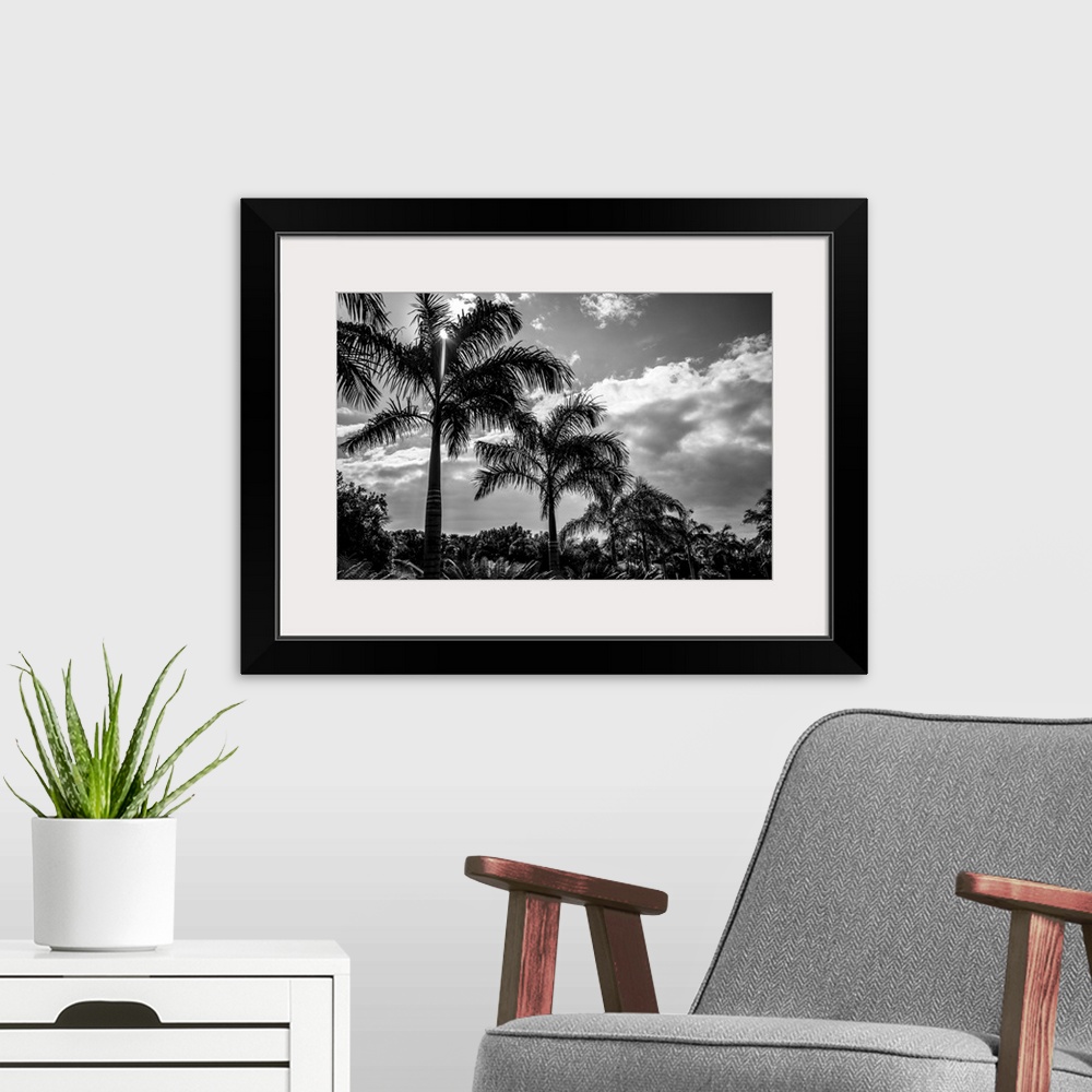 A modern room featuring Black and white of palm trees and glowing clouds, Placencia Peninsula; Belize.