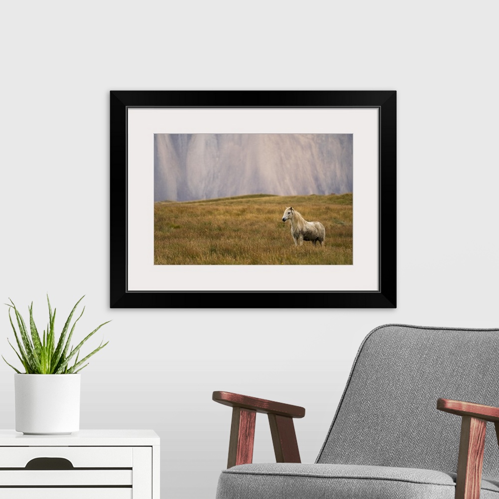 A modern room featuring Blond Icelandic horse standing in a grass field with a mountain cliff in the background, Iceland