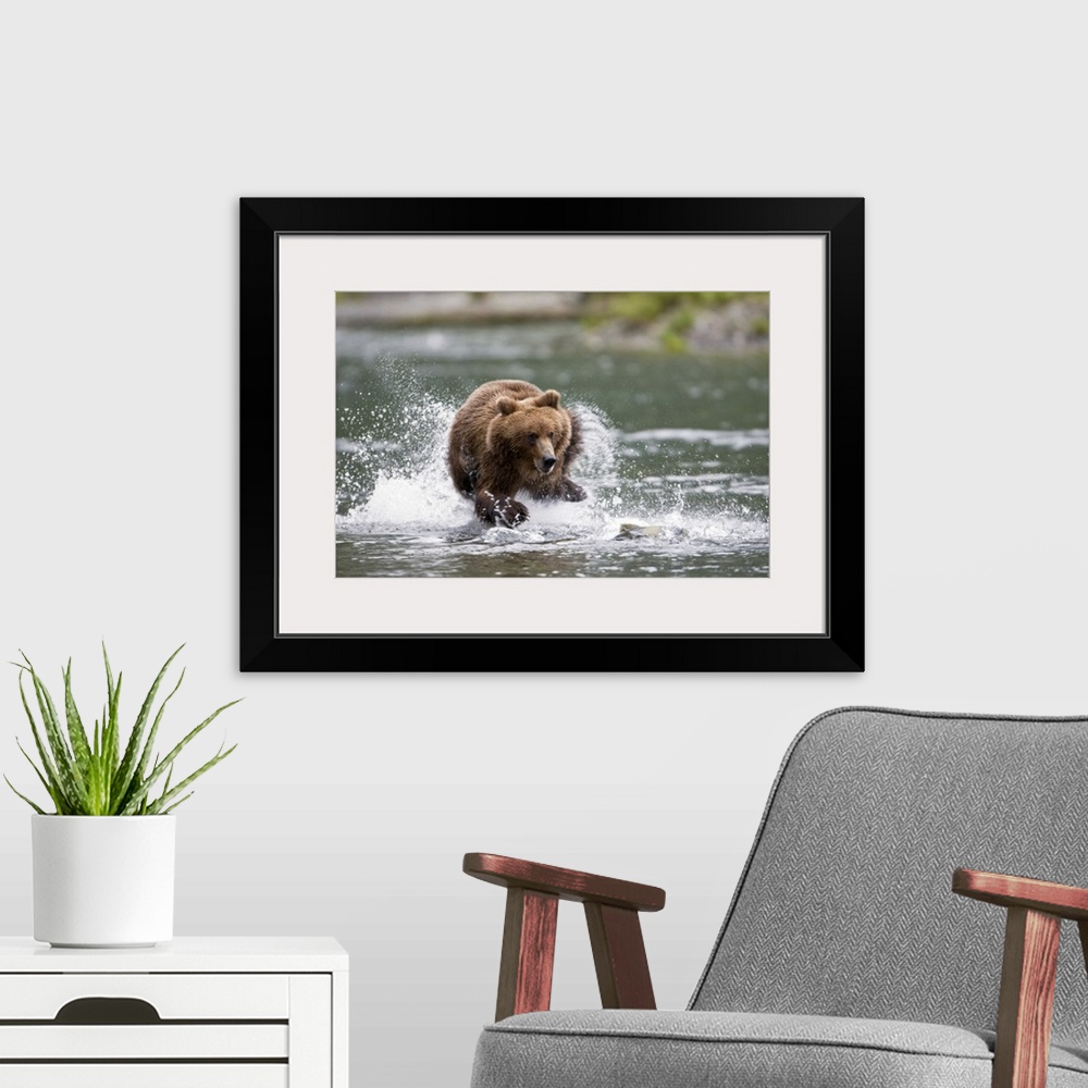 A modern room featuring Big horizontal photograph of a large brown bear splashing while chasing a fish through a shallow ...