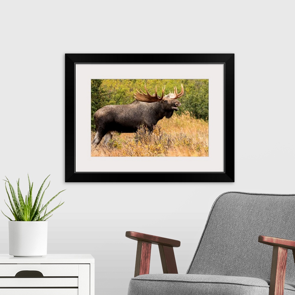 A modern room featuring Bull moose (alces alces) in the rutting period, Powerline Pass, South-central Alaska, Anchorage, ...