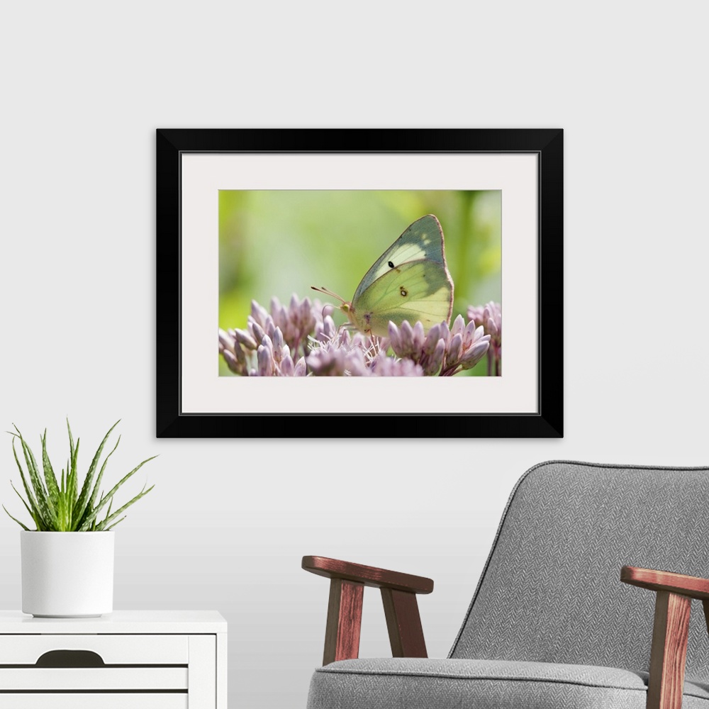 A modern room featuring A female clouded or common sulfur butterfly, Colias philodice, pollinating Joe pye weed flowers, ...