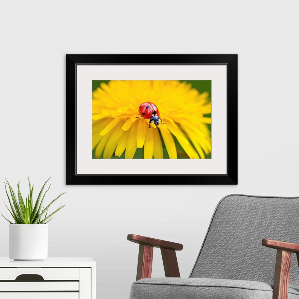 A modern room featuring Close-up of a ladybug crawling on a petal of a yellow blossom, Oregon, united states of America.
