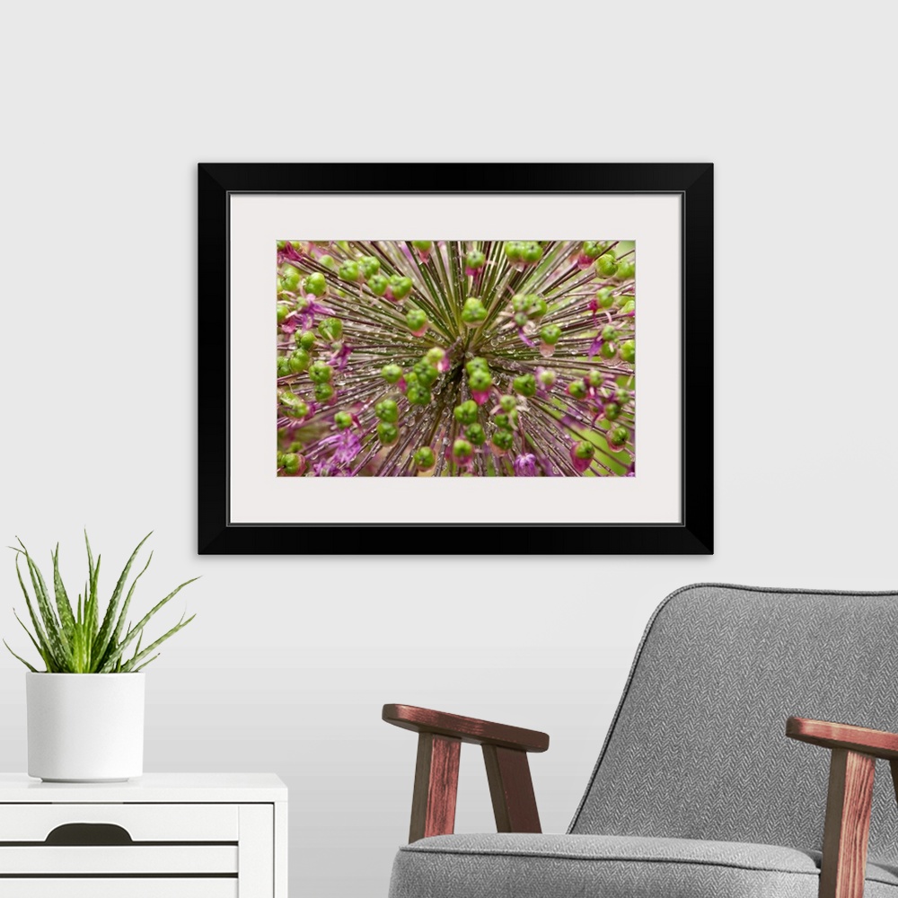A modern room featuring Close up of an allium plant, flowers, buds, and water drops.