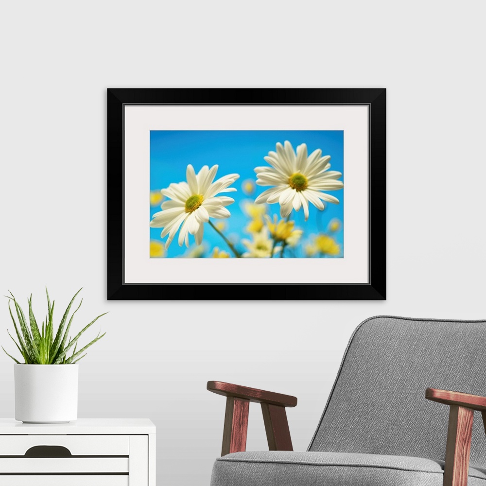 A modern room featuring Close-Up Of Daisies Against A Blue Background