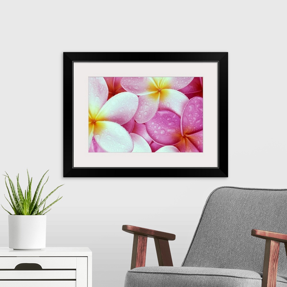 A modern room featuring Close-Up Of Pink Plumeria Flowers With Yellow Centers, Water Droplets