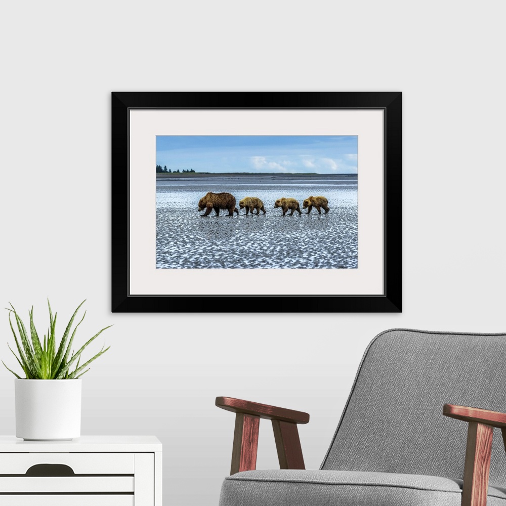 A modern room featuring Coastal brown bears, Ursus arctos, walking across a tidal flat after digging and eating clams at ...