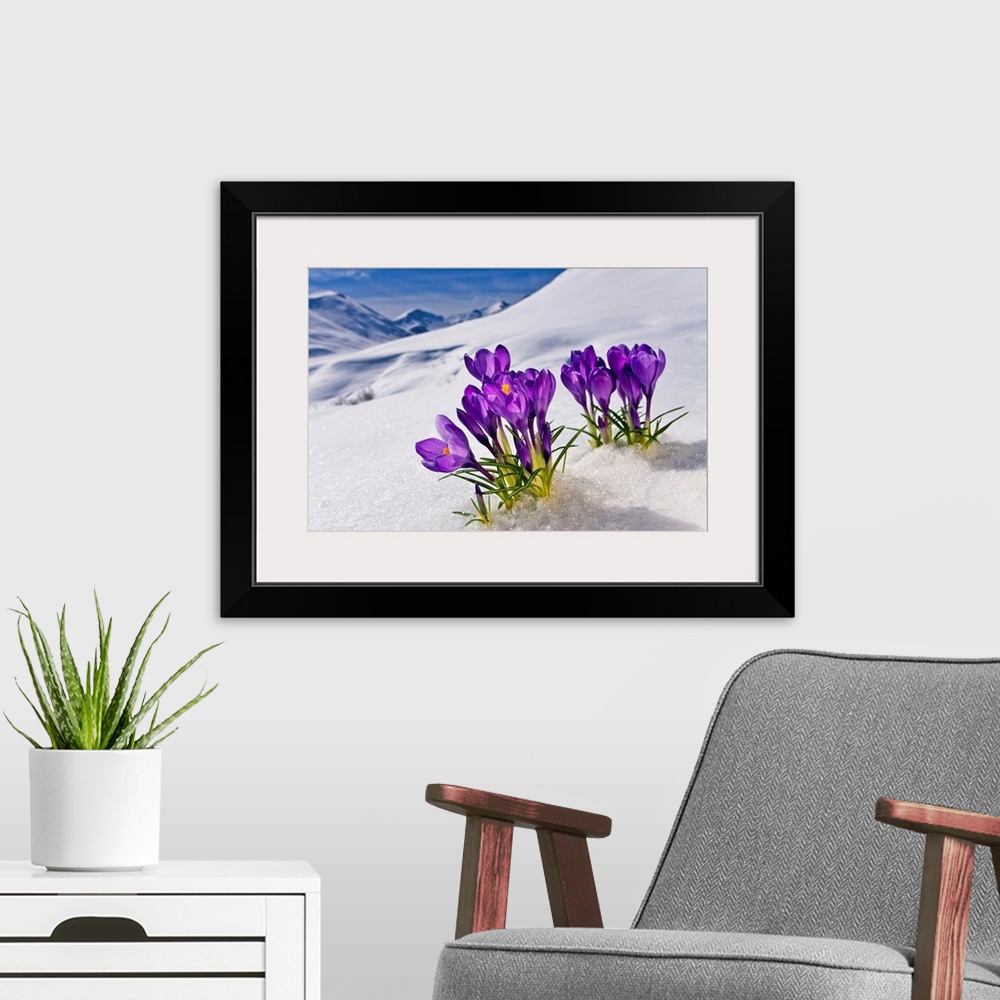 A modern room featuring A group of flowers grows up from the snow-covered ground in Alaska (AK).