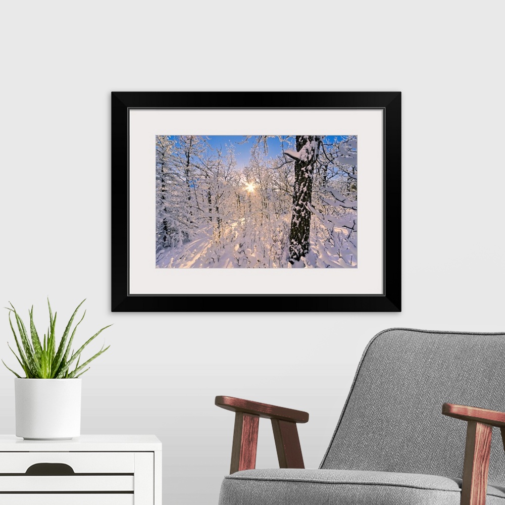 A modern room featuring Photograph of  snowy forest with sun peaking through branches.