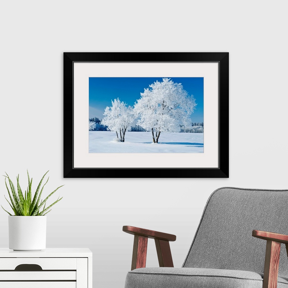 A modern room featuring Field With Frost Covered Trees, Birds Hill Provincial Park, Manitoba, Canada
