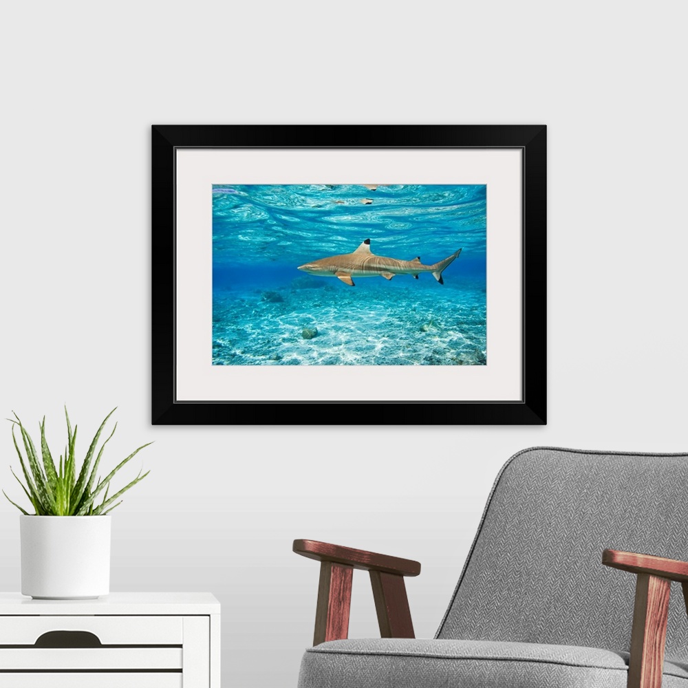 A modern room featuring French Polynesia, Rangiroa, Blue Lagoon, Blacktip Reef Shark (Carcharhinus Melanopterus)