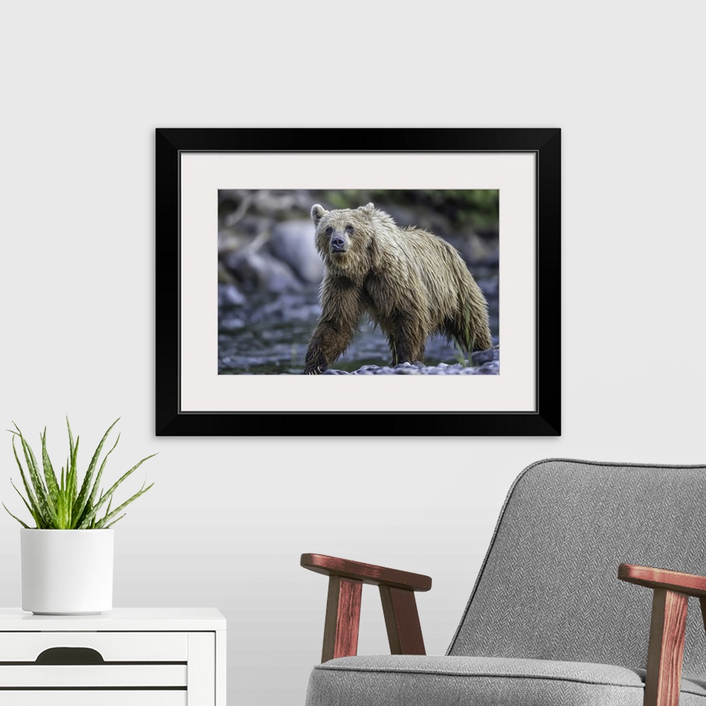 A modern room featuring Grizzly bear (ursus arctos horribilus), Taku River, Atlin, British Columbia, Canada.