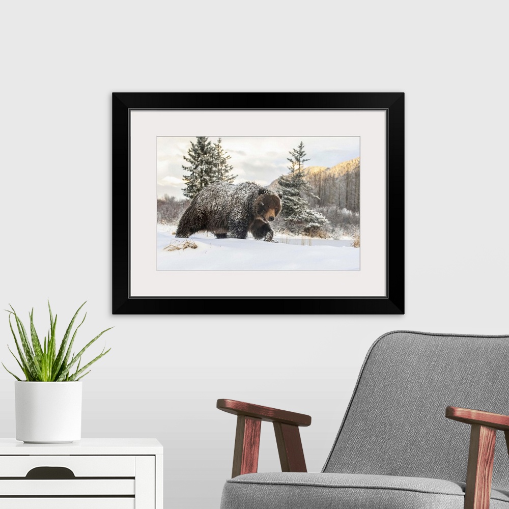 A modern room featuring Grizzly bear (Ursus arctic sp.) walking in the snow, Alaska Wildlife Conservation Center, South-c...