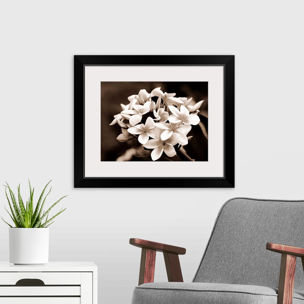 A modern room featuring Hawaii, Cluster of white plumeria (frangipani) flowers on tree