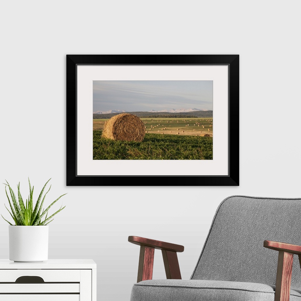 A modern room featuring Hay Bales In A Field With Mountains In The Background At Sunrise; Alberta, Canada