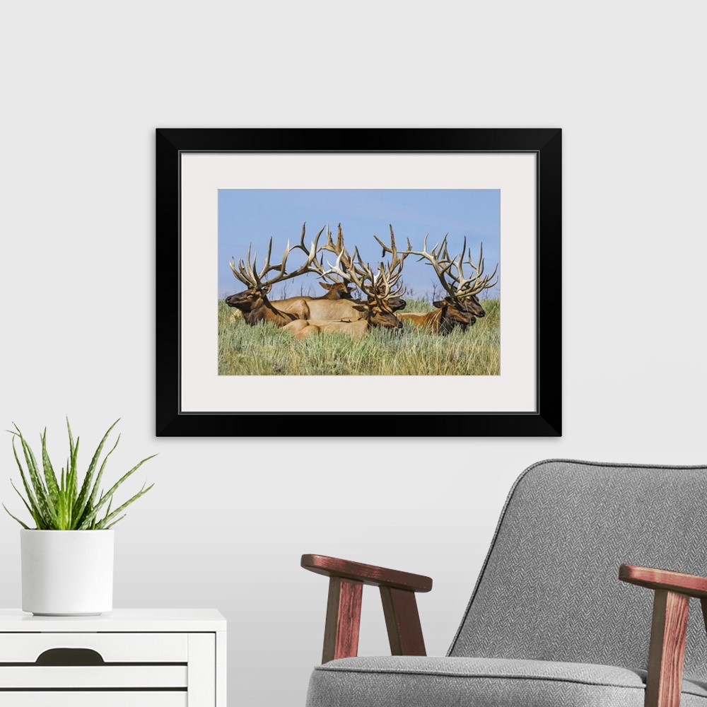 A modern room featuring Herd of bull Elk (Cervus canadensis) lying in the grass; Steamboat Springs, Colorado, United Stat...