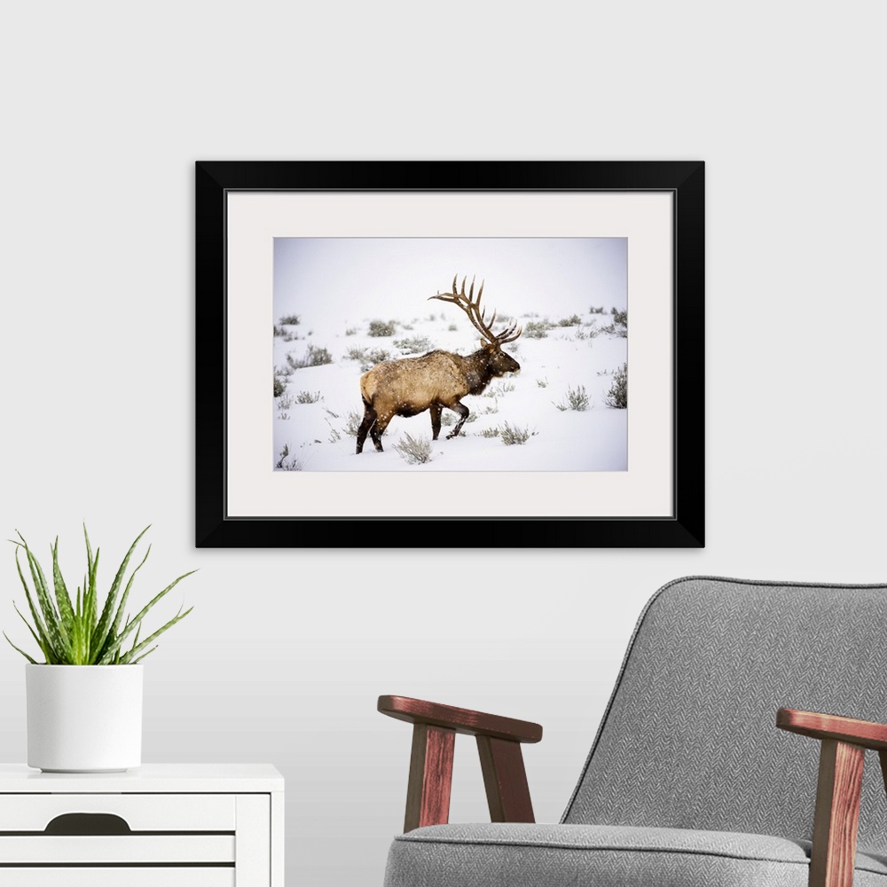 A modern room featuring Large bull Elk (Cervus canadensis) with majestic antlers walking through winter snowstorm in Yell...
