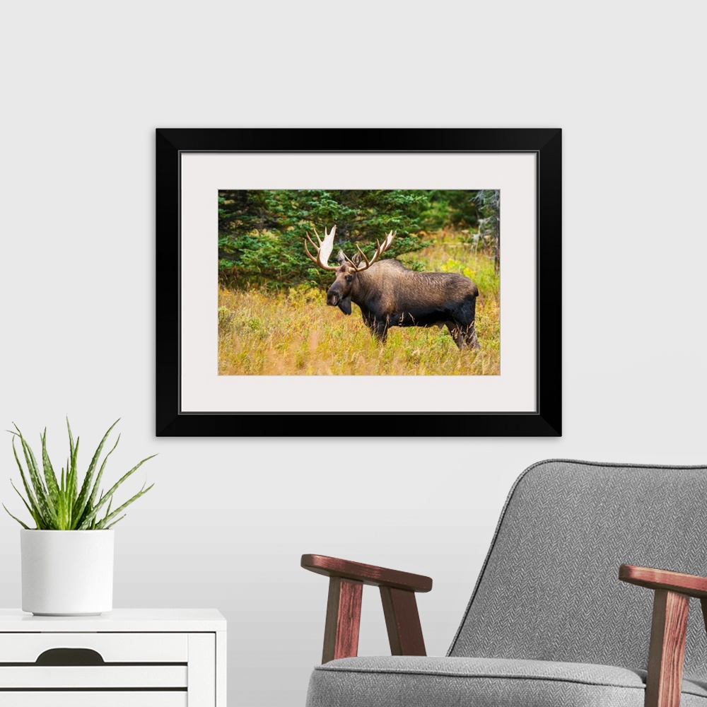 A modern room featuring Large bull moose in rut emerges from a stand of trees at Powerline Pass in the Chugach State Park...
